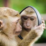 猿が鏡を見ている